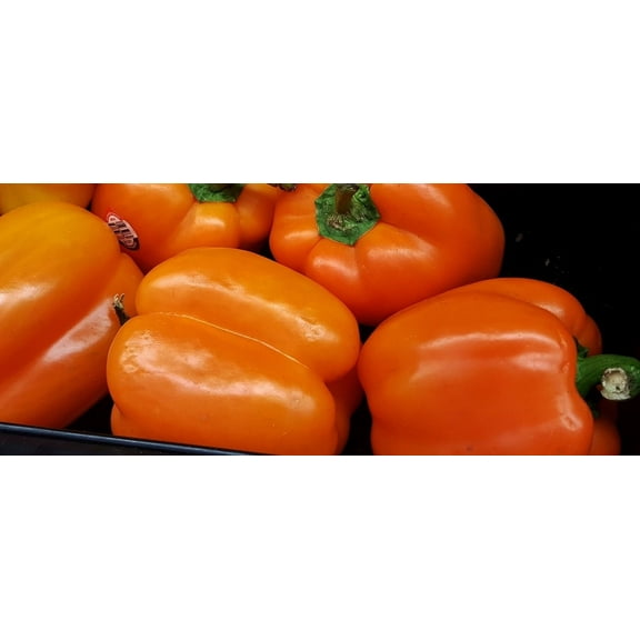 Orange Sun Bell Pepper Seeds/ Perennial/ Full Sun/65 Seeds 1/2 Gram/ Zellajake Farm and Garden - B137