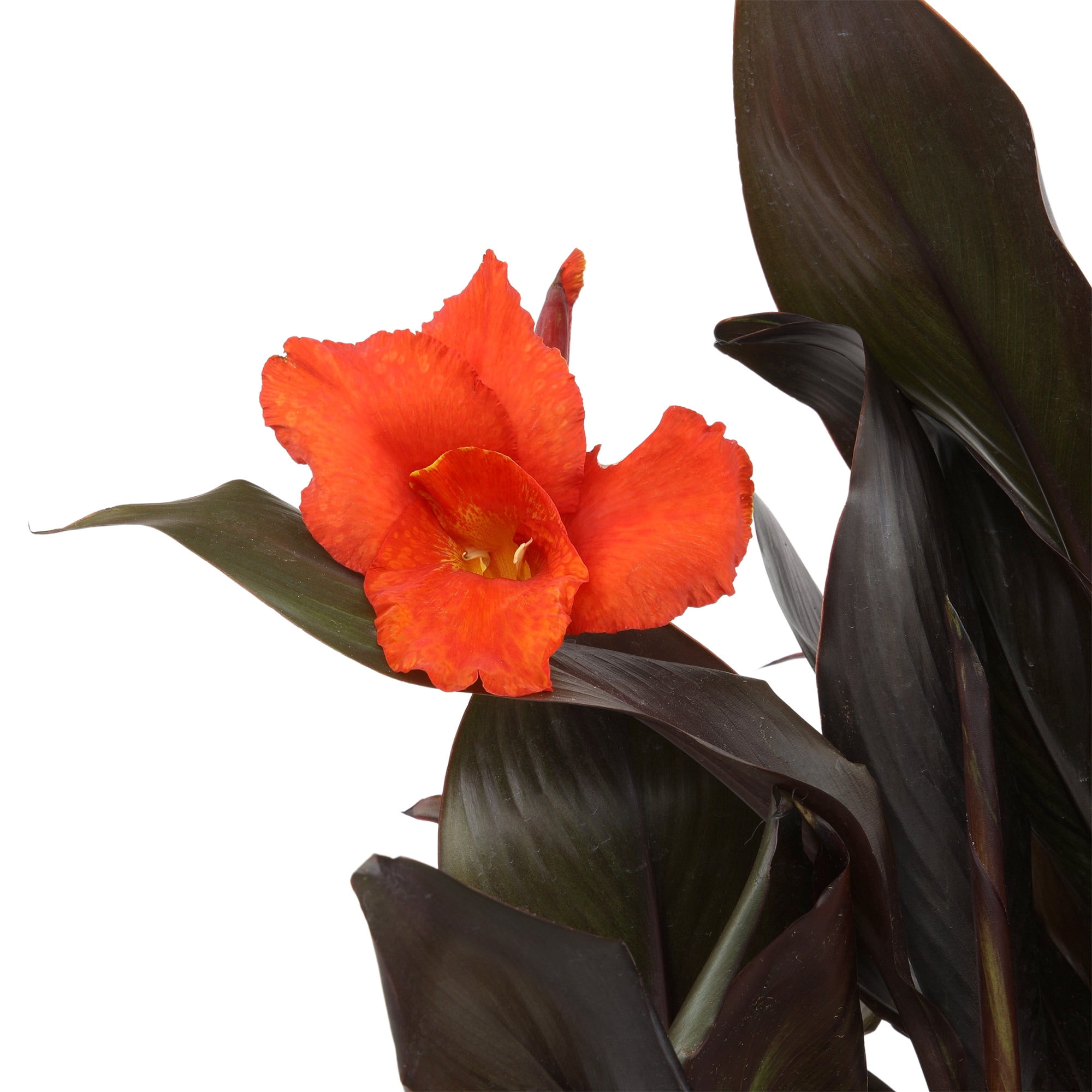 Altman Plants 'Lava Rock' Canna Lily | 4qt. Grow Pot; Full Sun | Flowering Perennial, Outdoor Plant