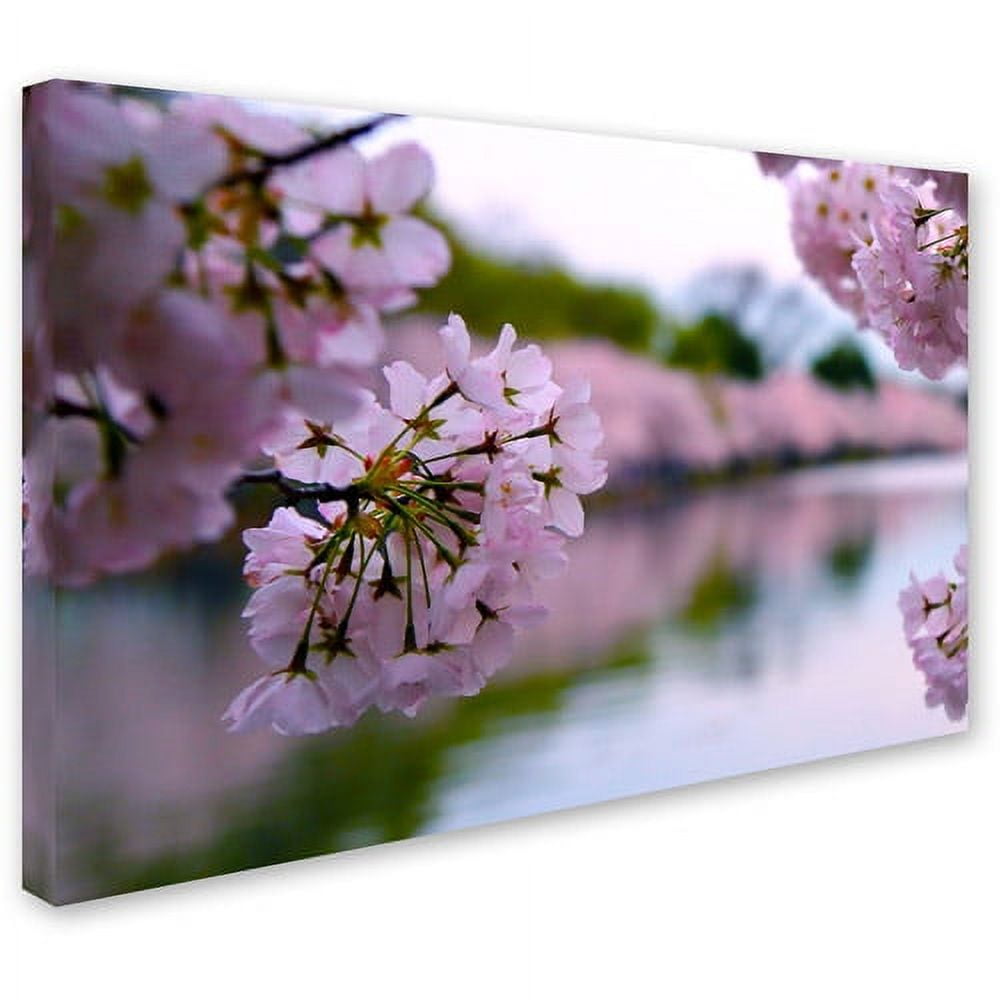 Trademark Fine Art "Cherry Blossoms 2014-2" Canvas Art by CATeyes