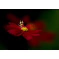 thumbnail image 2 of Ren, Yuzheng 32x23 Black Ornate Wood Framed with Double Matting Museum Art Print Titled - Butterfly Love Flower, 2 of 4