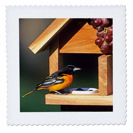 3dRose Baltimore Oriole male on jelly and grape feeder Illinois 14×14 inch quilt square