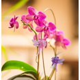 thumbnail image 3 of 30 Pcs Plant Clips, Orchid Clips, Mini Plastic Plant Clips, Garden Clips, Plant Clips for Tomatoes, Roses, Cucumbers, Trellis Plants, Garden Orchids, Climbing Plants, Sturdy Clips, Dragonfly, 3 of 5