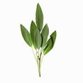 thumbnail image 3 of Oneka Cedar and Sage Conditioner, Cedar, 1 Liter, 3 of 6