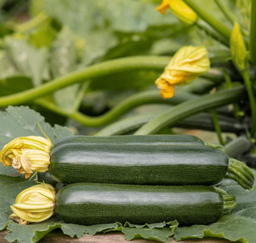 2 Green Squash Zucchini Plants Seedlings, 4 Inches Pot, Squash Plants Live 3-5" Tall, Live Zucchini Plants