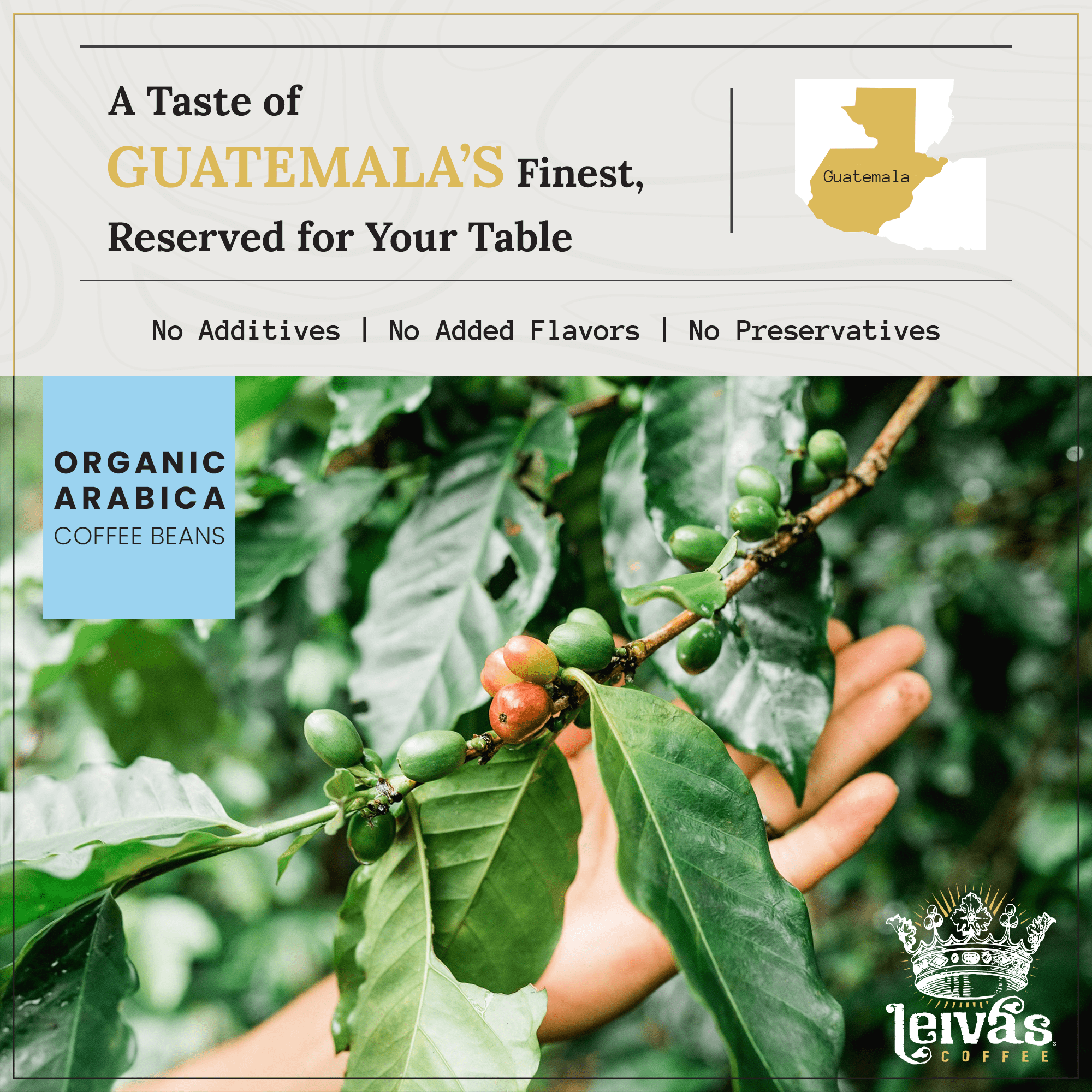 LEIVA'S COFFEE - Whole Bean Medium Roast - Abuela Reina - Single Origin, Organic Guatemalan - Nutty, Earthy, Velvety Smooth - 8oz (2 Pack)