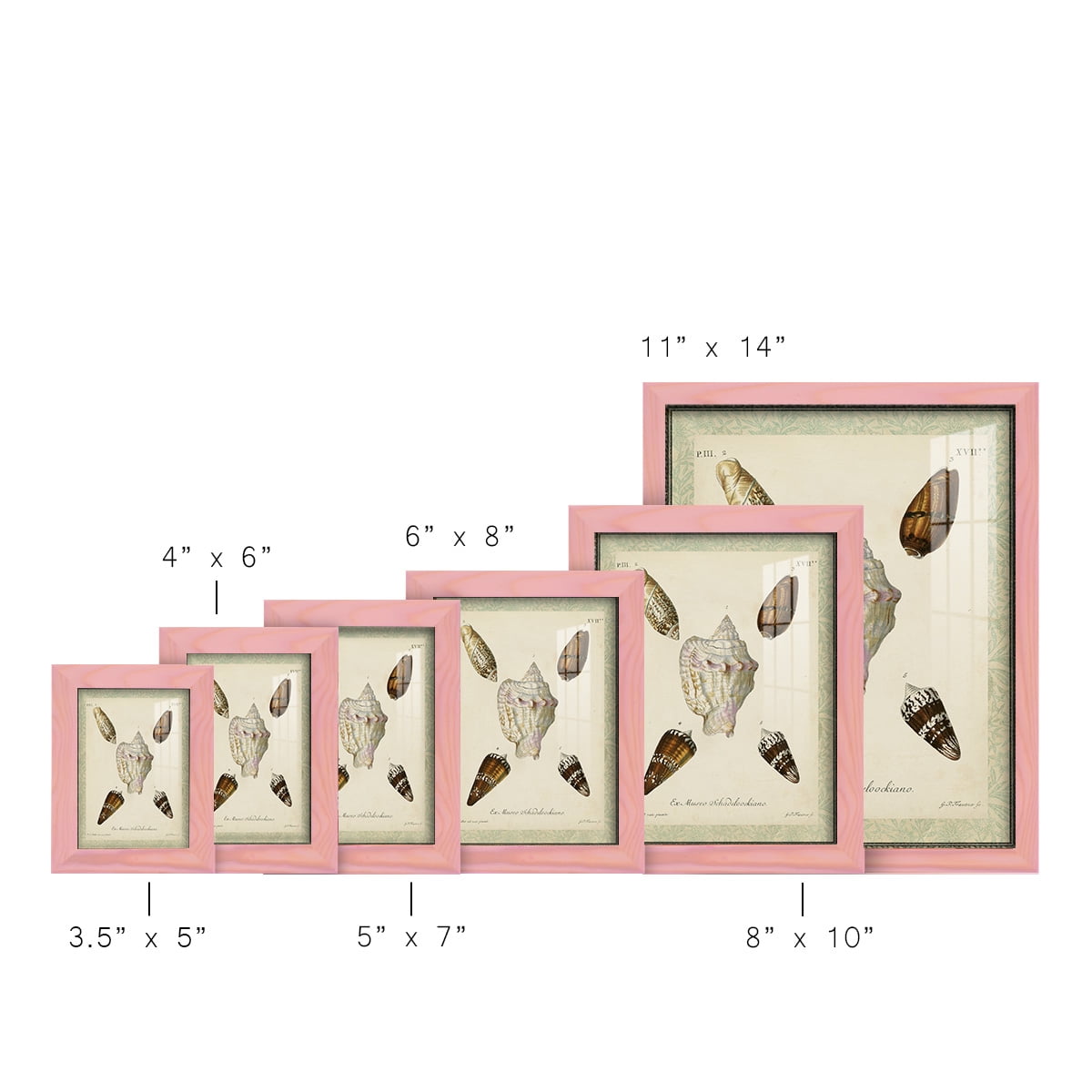 Bookplate Shells IV - Framed Print w/glass - Sunset Pink