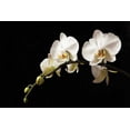 thumbnail image 2 of Karyn Millet 40x28 Gallery Wrapped Canvas Wall Art Titled - Orchid on Black, 2 of 4