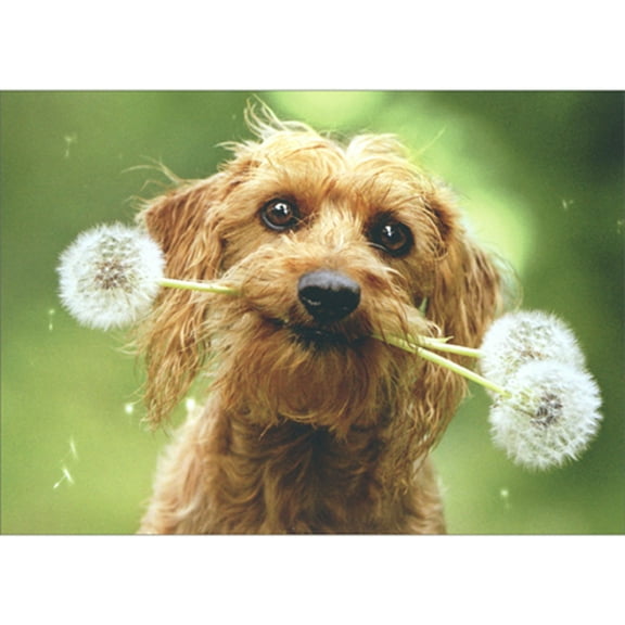 Avanti Press Dog With Three Fluffy Dandelions Cute Blank Note Card