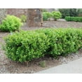 thumbnail image 4 of Baby Gem Dwarf Boxwood ( buxus ) - Live Plant ( FG ) | Hedge Shrub | Evergreen | Low Maintenance, 4 of 6