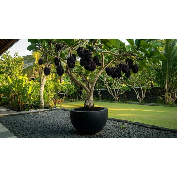 Thornless BlackBerry Bonsai Tree Seedling for Planting - Well Rooted 1 Yr. Seedling