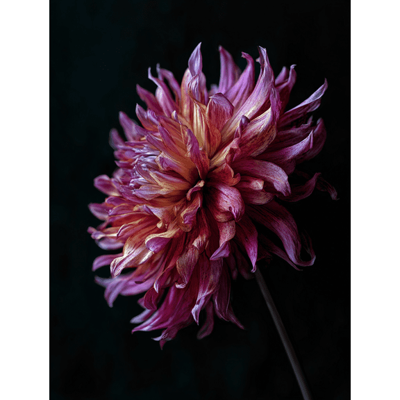 Deep Pink Dahlia Flower Canvas Wall Art for Living Room Bedroom Office Hallway Modern Home Decor