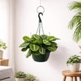 thumbnail image 3 of Maranta Lemon Lime Live Indoor Plant in 8 Inch Hanging Basket, Lemon Lime Prayer Plant, Maranta Leuconeura Houseplant for Home or Office, 3 of 5