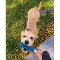 thumbnail image 2 of Tocino de pollo Dog Chew Bones Nylabone Flexi para perros pequeños, paquete de 3, 2 of 9