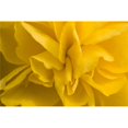 thumbnail image 1 of Posterazzi DPI1832552 A Golden Begonia Poster Print, 18 x 12, 1 of 1