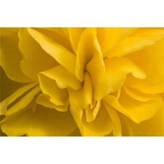 Posterazzi DPI1832552 A Golden Begonia Poster Print, 18 x 12
