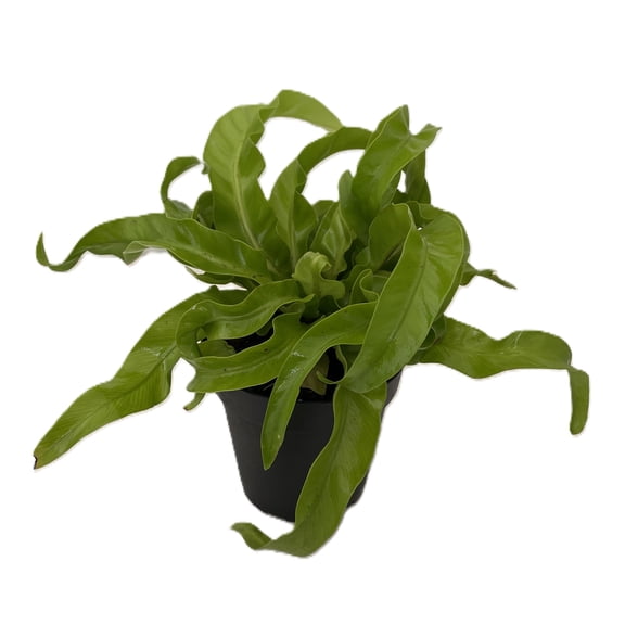 Hurricane Bird's Nest Fern - Asplenium antiquum - 4" Pot