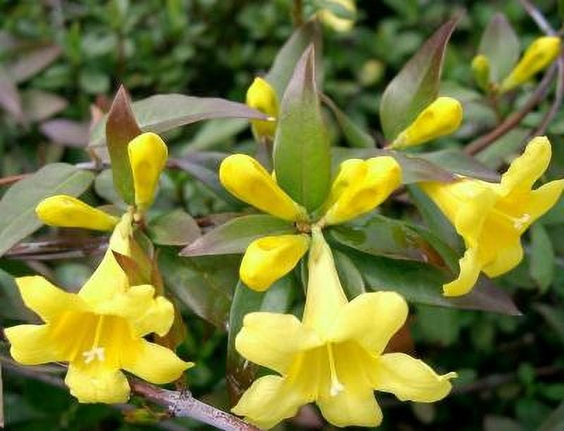 Classy Groundcovers, Carolina Jasmine, Carolina Jessamine, Yellow Jessamine, Evening Trumpetflower, Trumpet Flower, Wild Jasmine, False Jasmine {2...