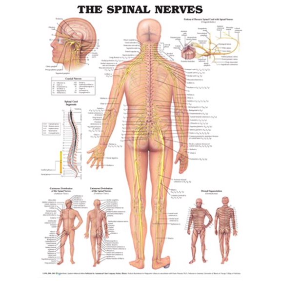 Pre-Owned The Spinal Nerves Anatomical Chart (Other)