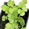 Smoke Camp CRAFTS, Live Cilantro Plant, 3 Inch Pot, All Natural ...