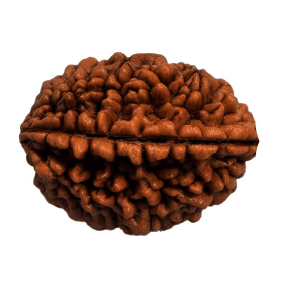 Saao One Mukhi Rudraksha