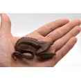 thumbnail image 2 of Gulper Eel, Pelican Eel, Very Nice Plastic Design, Hand Painted, Realistic Figure, Educational, Lifelike, Toy, Figurine, Replica, Gift, 3 1/4" F3675 B10, 2 of 7
