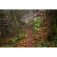 thumbnail image 3 of Oldford, Tim 14x11 Black Modern Framed Museum Art Print Titled - Forest Stroll, 3 of 5