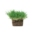 thumbnail image 3 of SodPods Bermuda Grass Plugs (16 Count) Natural, Affordable Lawn Improvement, 3 of 3