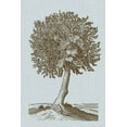 thumbnail image 2 of Vision Studio 13x18 White Modern Wood Framed Museum Art Print Titled - Antique Tree in Sepia I, 2 of 4
