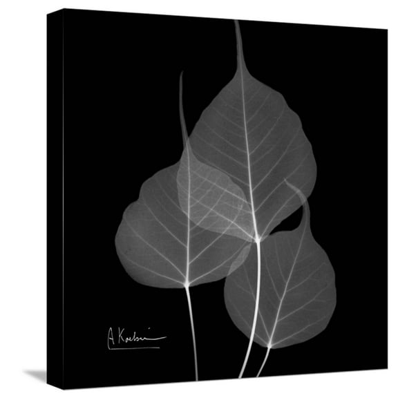 Art.com Xray Bo Tree Stretched Canvas Print Wall Art by Albert Koetsier, 16" x 16"