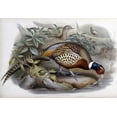 thumbnail image 2 of Glover, John 18x14 Black Ornate Wood Framed with Double Matting Museum Art Print Titled - Chinese Ring-Necked Pheasant, 2 of 4