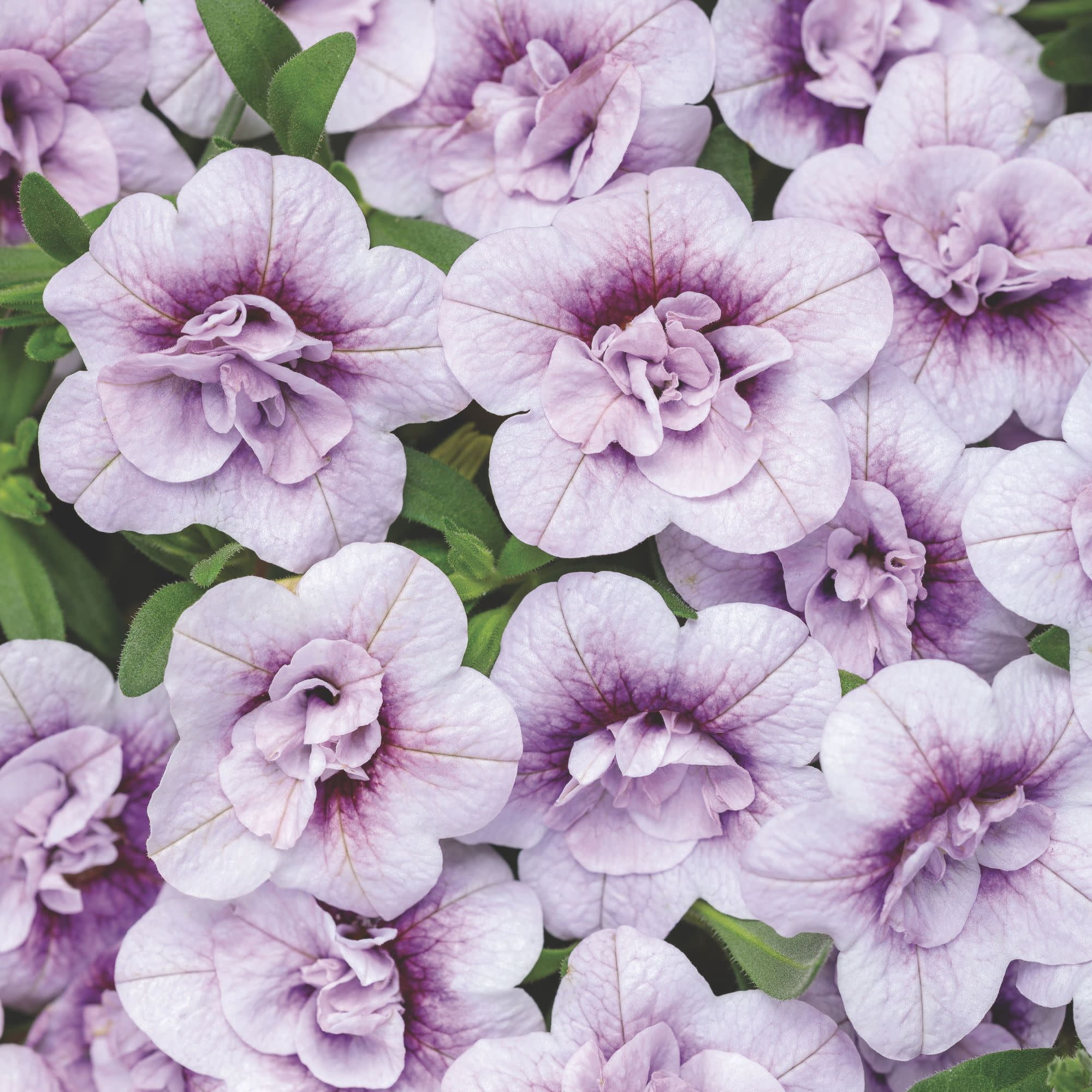 Proven Winners 4" Purple Superbells Double Twilight Calibrachoa Live Plant in 4.25" Pot (4 Count)