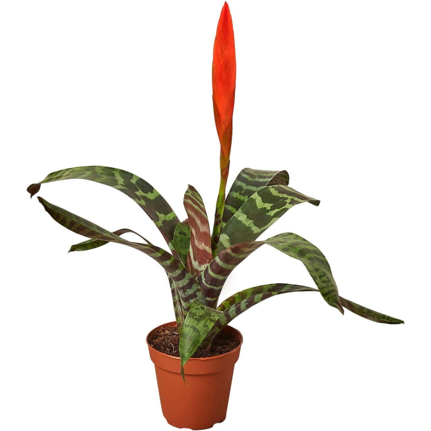 Bromeliad Vriesea 'Splenriet' 4" Pot Live House Plant Live Plant