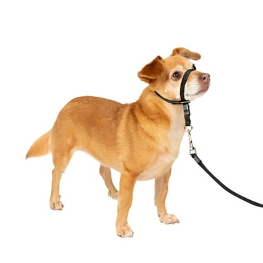 PetSafe Gentle Leader Headcollar, No-Pull Dog Collar, Stops Pets from Pulling on Walks