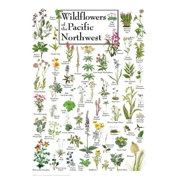 Wildflowers of the Pacific Northwest Poster Student Animal Poster Birthday Gift Children's Room Poster Bedroom Decor Office Decor Gifts