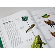 Fundamentals of Creature Design: How to Create Successful Concepts Using Functionality, Anatomy, Color, Shape & Scale, (Paperback)