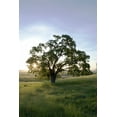 thumbnail image 2 of Blaustein, Alan 23x32 Black Ornate Wood Framed with Double Matting Museum Art Print Titled - Oak Tree - 95, 2 of 4