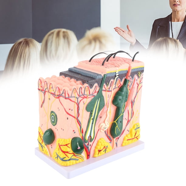 Modelo De Estructura Anatómica Humana, Modelo Profesional Magnificado De Piel Humana PVC Tridimensional Para Suministros De Laboratorio Para Biología Escolar Para Enseñanza De