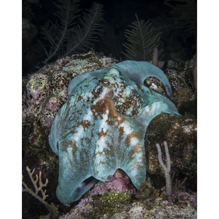 Octopus on a night dive in Roatan Honduras Poster Print by Brandi MuellerStocktrek (Best Diving In Roatan)