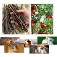 thumbnail image 3 of Ludlz Pet Snacks Apple Wood Sticks Chew Toy for Squirrel Rabbits Bunny Guinea Pigs Chinchilla Hamster, 3 of 5