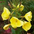 thumbnail image 4 of 110 seeds| EveningPrimrose seeds, - Authentic Seeds ~ GMO Free ~Seeds~Flower seeds~ Vegetable seeds~ Asian Garden~ Flowers~Herbs B5G1 #6010, 4 of 5
