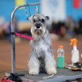 thumbnail image 3 of Dog Grooming Extension Strap Pet Grooming Arm Extension Strap Adjustable Quick Release Dog Grooming Leash Grooming Loop Extension Grooming Table, 3 of 8