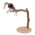 thumbnail image 4 of Bird Perch Natural Stick,  Standing Stick Safe Natural Easy To Install  For Birds For Parrots, 4 of 8