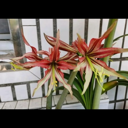 

Amaryllis bulbs Home Garden Decoration Bright for Planting Perennials Bulbs for Planting Pots to Grow