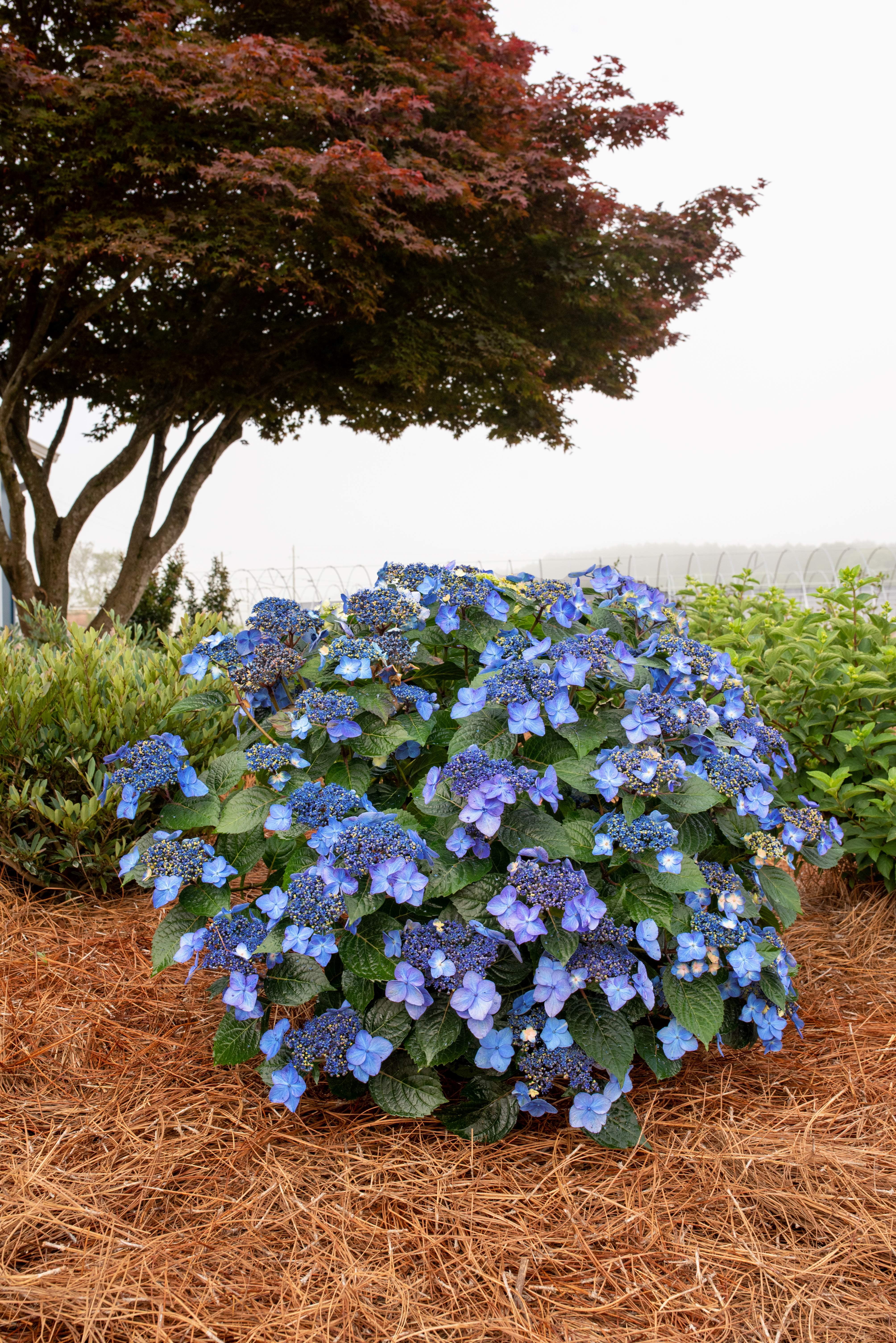 Endless Summer 1.0 GL Filtered Sun Flowering Shrub Hydrangea Endless Pop Star Live Plant