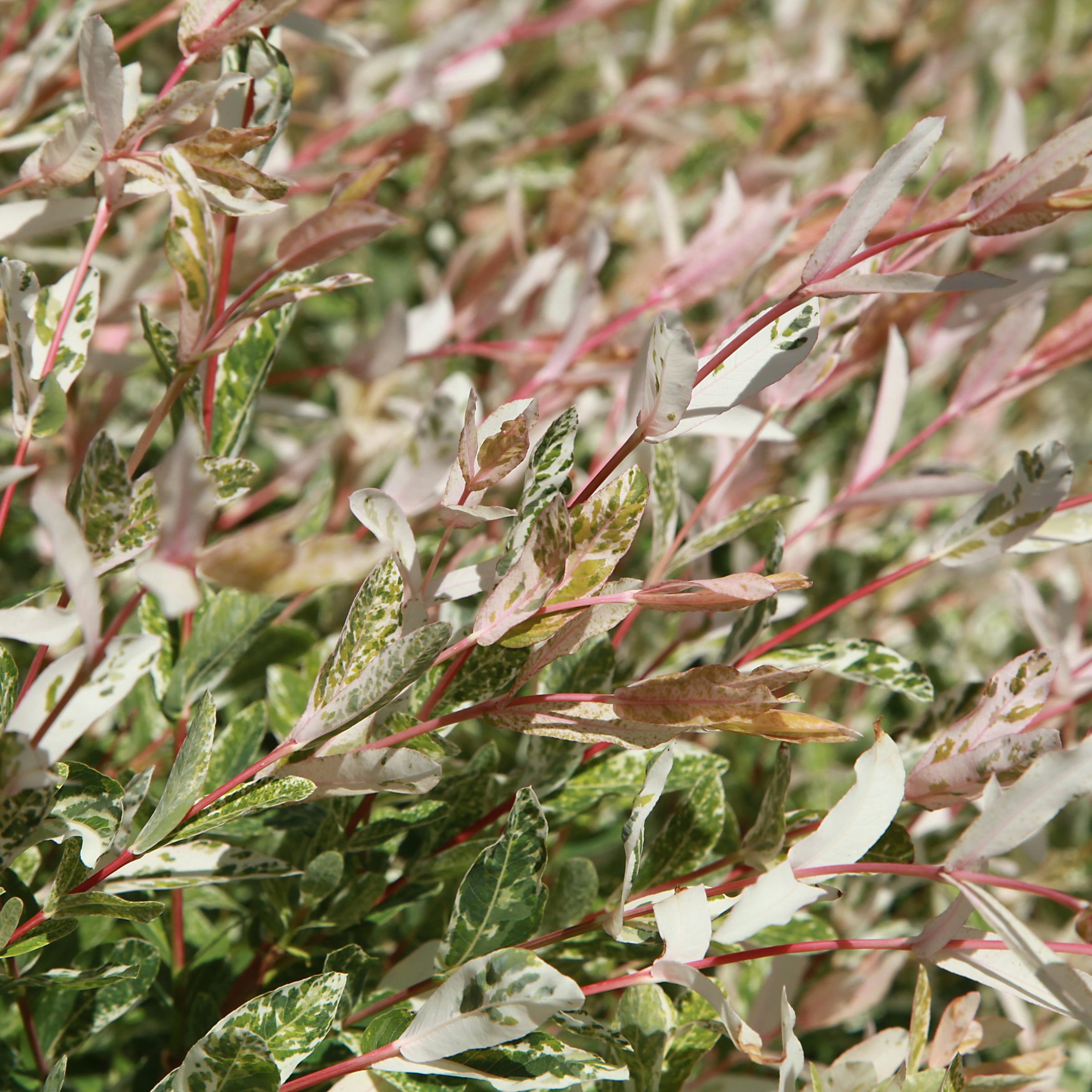 National Plant Network 3 gal Hakuro Nishiki Willow Live Tree