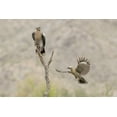 thumbnail image 2 of Kaveney, Wendy 18x13 White Modern Wood Framed Museum Art Print Titled - AZ White-winged Dove and gila woodpecker, 2 of 4