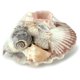 thumbnail image 1 of Concha de EE. UU. U.S. Shell  690605, 1 of 1