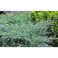thumbnail image 6 of Juniper Angelica Blue - 15 Live 4 Inch Pots - Juniperus Chinensis - Drought Tolerant Cold Hardy Evergreen Plants, 6 of 8