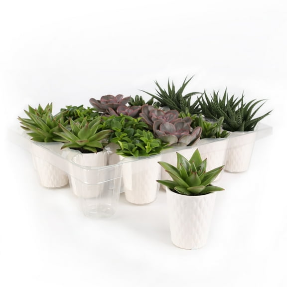 Wild Interiors 20-Pack Mini Succulents Live Plant Party Favors, 4-5" Height in 2.5" Diamter White Ceramic, House Plant