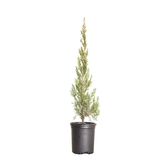 Expert Gardener Spartan Juniper (2.5 Quart) Fast Growing Evergreen Tree with Dense Green Foliage - Full Sun Live Outdoor Plant